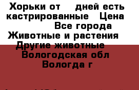   Хорьки от 35 дней есть кастрированные › Цена ­ 2 000 - Все города Животные и растения » Другие животные   . Вологодская обл.,Вологда г.